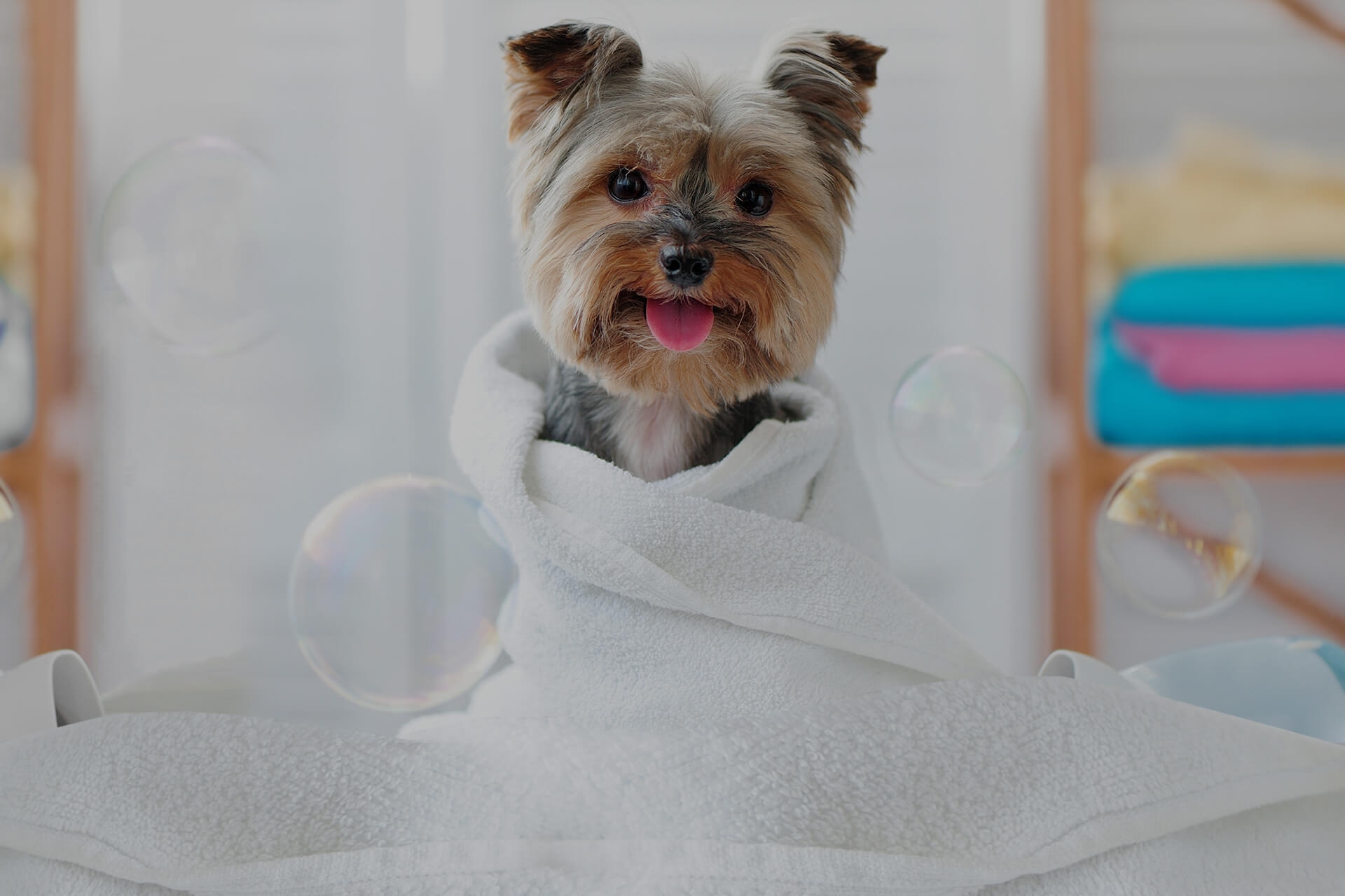 Puppy getting groomed and dried
